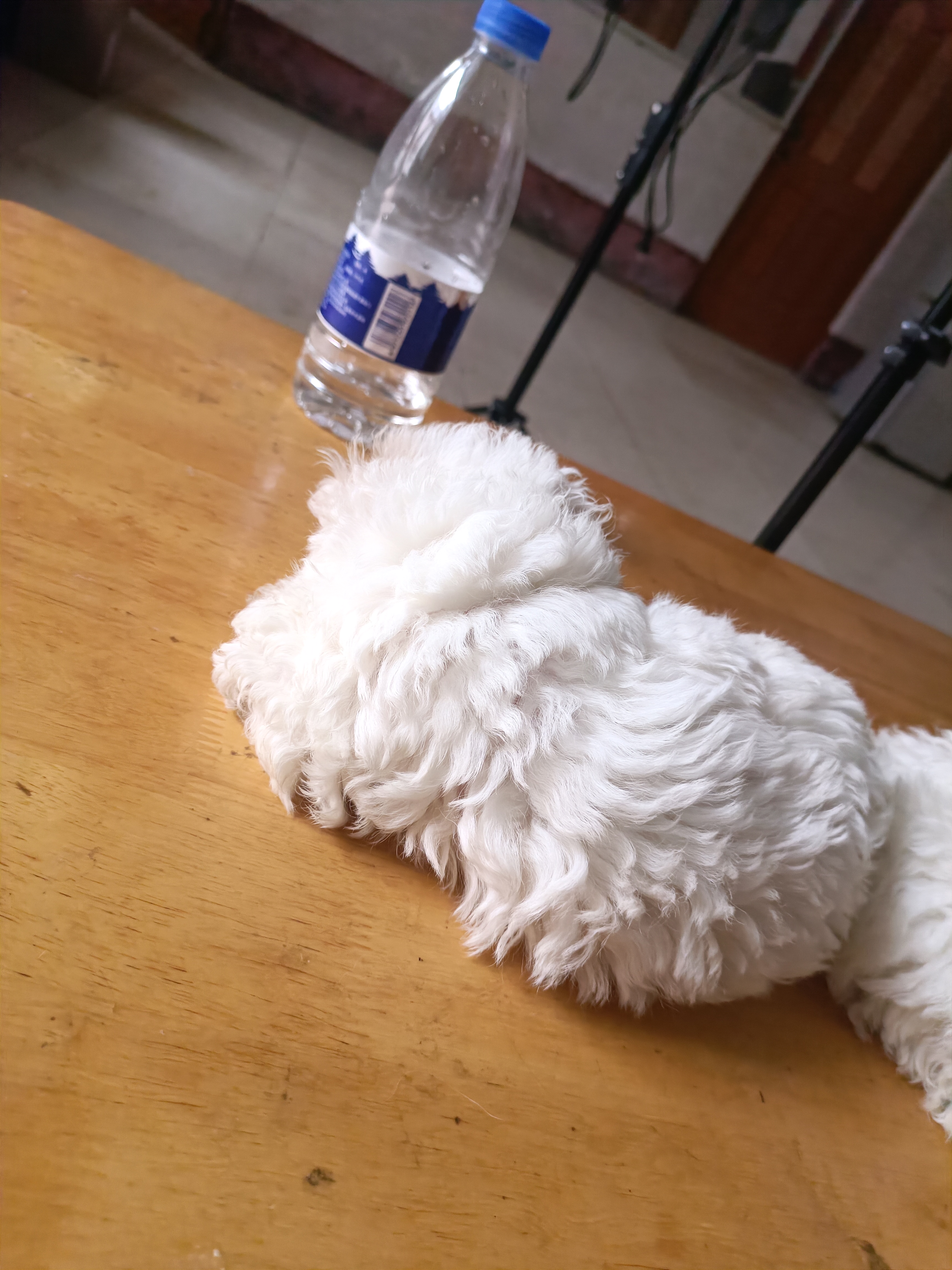 比熊
